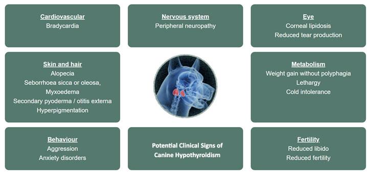 Clinical signs of Canine Hypothyroidism